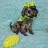 Nena Cavapoo 02