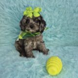 Nena Cavapoo 03