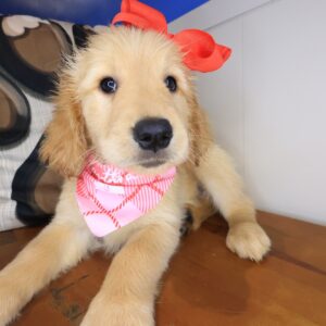 Niki Golden Retriever 01 Niki Golden Retriever 01