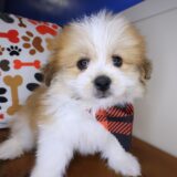 Nugget Shihpom 01