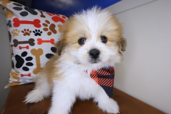 Nugget Shihpom 01