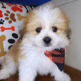 Nugget Shihpom 03