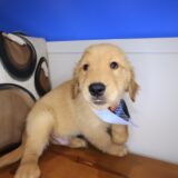 Oodles Golden Retriever 01