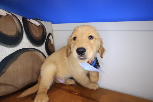 Oodles Golden Retriever 01