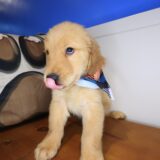 Oodles Golden Retriever 02