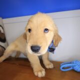 Oodles Golden Retriever 03