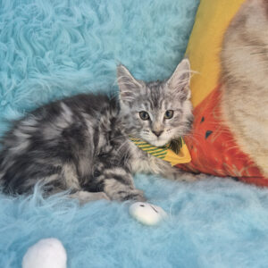 Oscar Maine Coon 01 Oscar Maine Coon 01