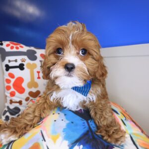 Otis Cavapoo 01 Otis Cavapoo 01