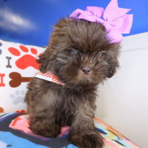 Pandora Shih Tzu 01 Pandora Shih Tzu 01