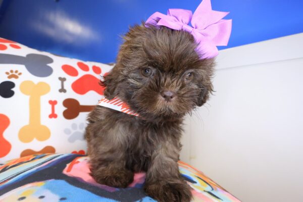 Pandora Shih Tzu 01