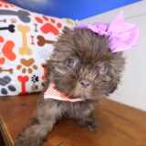 Pandora Shih Tzu 02