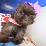 Pandora Shih Tzu 03
