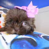 Pandora Shih Tzu 04