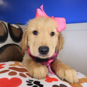 Pansy Golden Retriever 01 Pansy Golden Retriever 01