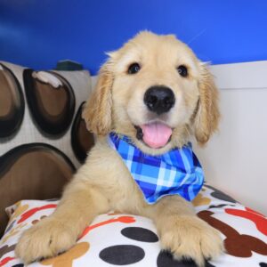 Paws Golden Retriever 01 Paws Golden Retriever 01