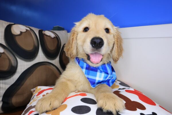 Paws Golden Retriever 01