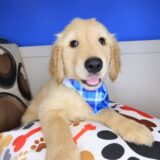 Paws Golden Retriever 03