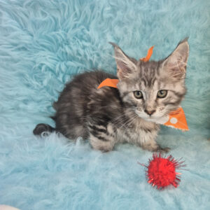 Pebble Maine Coon 01 Pebble Maine Coon 01