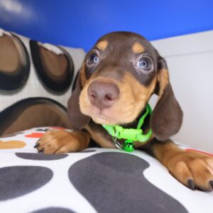 Pecan Dachshund 01 Pecan Dachshund 01