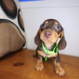 Pecan Dachshund 02