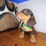 Pecan Dachshund 04