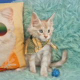 Pepper Maine Coon 02