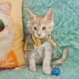 Pepper Maine Coon 03