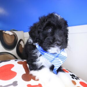 Pico Aussiedoodle 01 Pico Aussiedoodle 01
