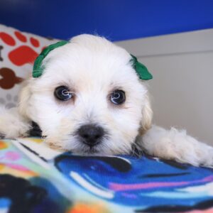 Poppyseed - Teddy Bear 01