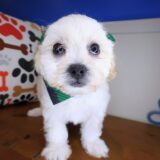 Poppyseed - Teddy Bear 02