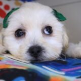 Poppyseed - Teddy Bear 3