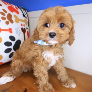Puff Cavapoo 01 Puff Cavapoo 01