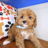 Puff Cavapoo 02
