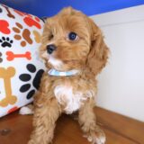 Puff Cavapoo 03