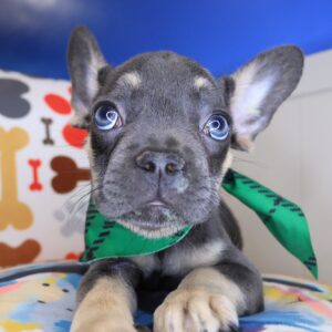 Quibbler French Bulldog 01 Quibbler French Bulldog 01