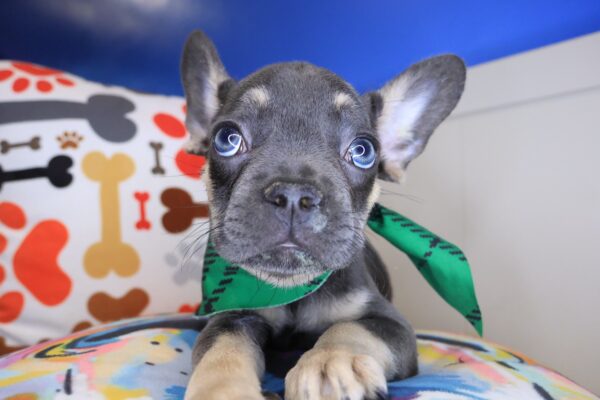 Quibbler French Bulldog 01