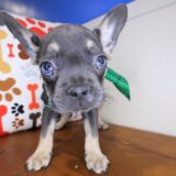 Quibbler French Bulldog 04