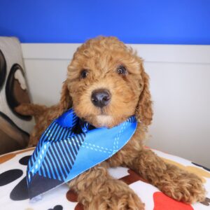 Quicksilver Goldendoodle 01 Quicksilver Goldendoodle 01