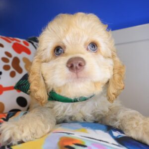 Rascalito Cockapoo 01 Rascalito Cockapoo 01