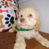 Rascalito Cockapoo 02