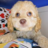 Rascalito Cockapoo 03