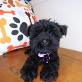 Reba Morkie 01