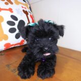 Reba Morkie 03