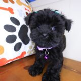 Reba Morkie 04