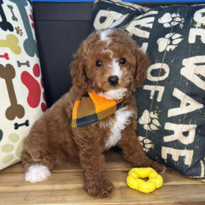 Rolo Cavapoo 01 Rolo Cavapoo 01