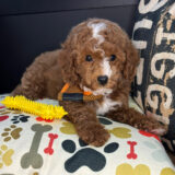 Rolo Cavapoo 02