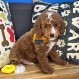 Rolo Cavapoo 03