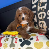 Rolo Cavapoo 04