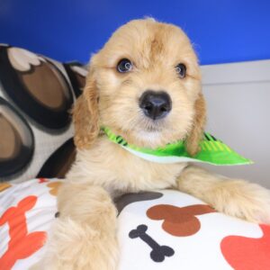 Rolo Goldendoodle 01 Rolo Goldendoodle 01