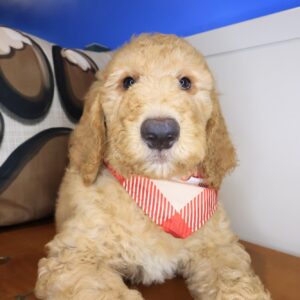 Romeo Goldendoodle 01 Romeo Goldendoodle 01